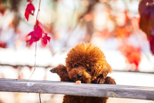 Toy Poodle Peeking Over Ledge With Leaves