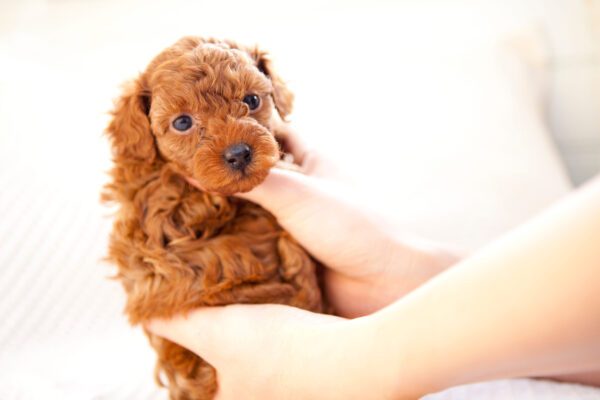 Toy Poodle Puppy Held In Hands Close Up