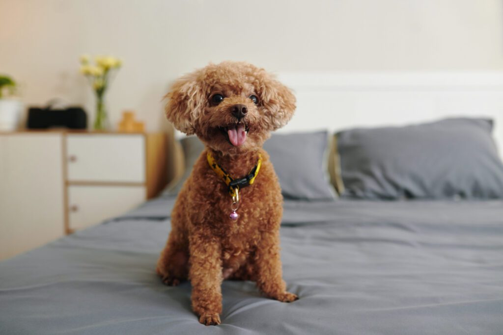 How to Adopt a Toy Poodle