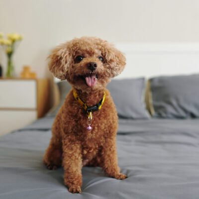 Toy Poodle