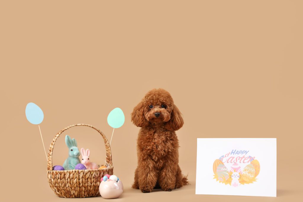 How To Adopt a Toy Poodle in Hawaii