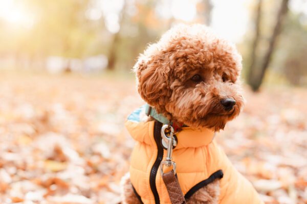 Toy Poodle Wearing Jacket In Autumn Leaves