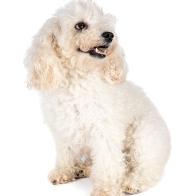 Toy Poodle