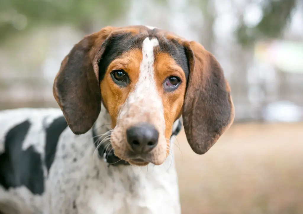 How To Adopt a Treeing Walker Coonhound in Maryland