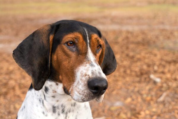 Treeing Walker Coonhound Close Up Portrait Outdoors