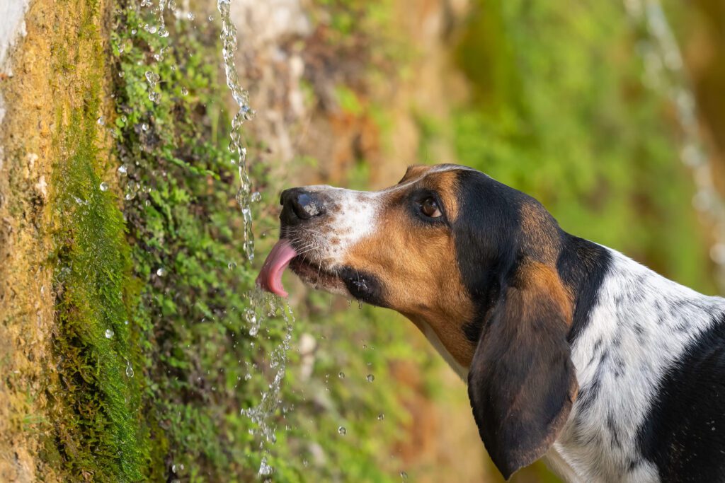 Treeing Walker Coonhound Drinking Water From Tree Fountain
