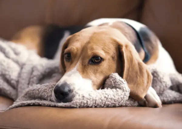 Treeing Walker Coonhound Resting Head On Blanket