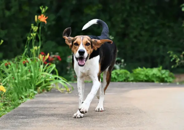 Treeing Walker Coonhound Running On Garden Path