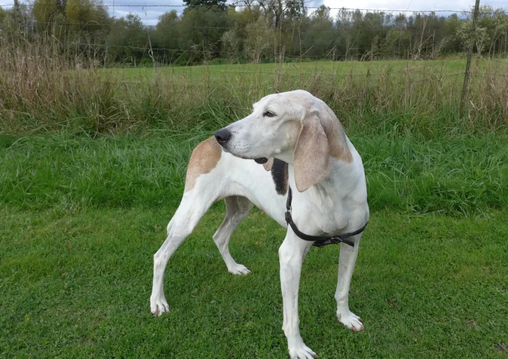 Treeing Walker Coonhound Standing In Grassy Field