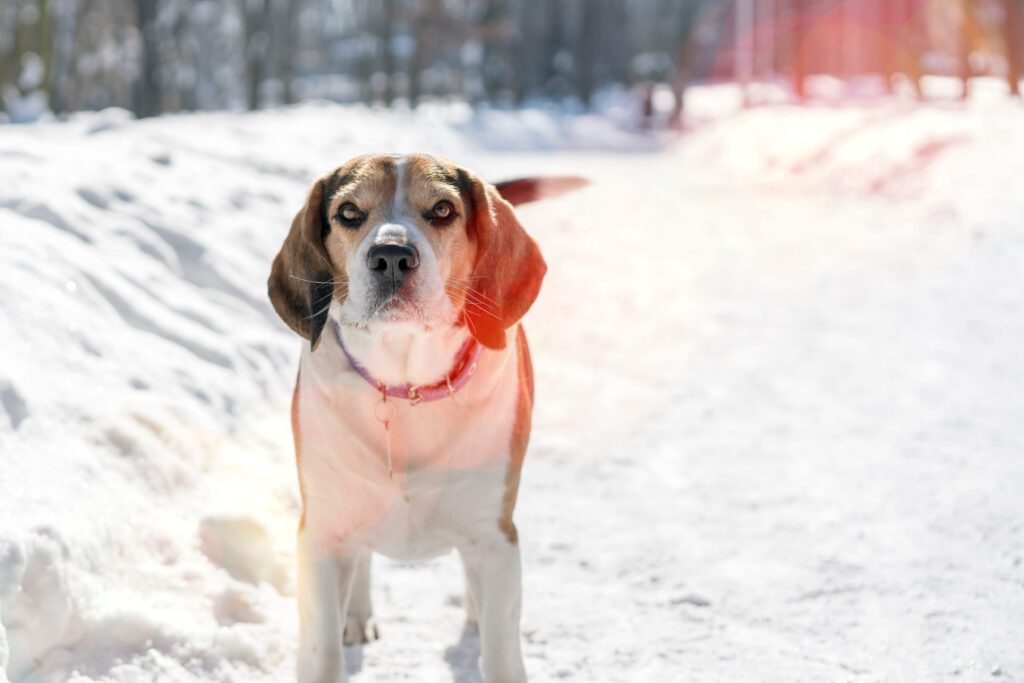 Treeing Walker Coonhound Standing In Snow Outdoors