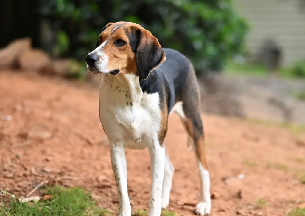 Treeing Walker Coonhound Standing On Dirt Path Outdoors