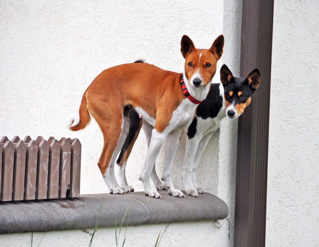 How To Adopt a Basenji in Alabama