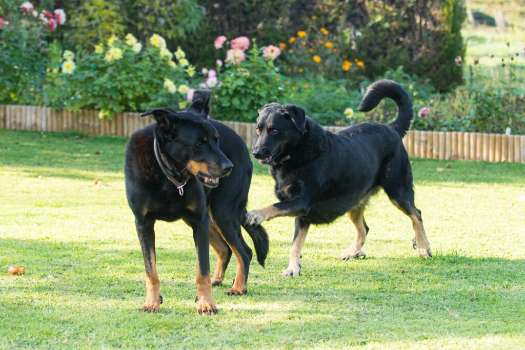 Two Beaucerons Playing Together Outdoors