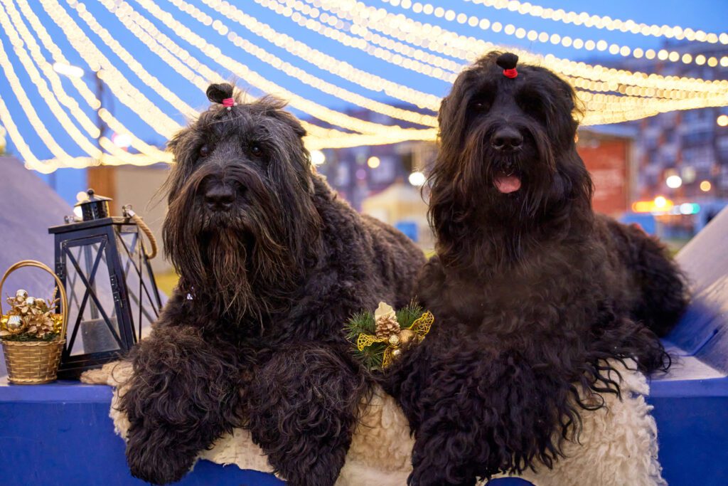 Two Black Russian Terriers Sitting Together Outdoors