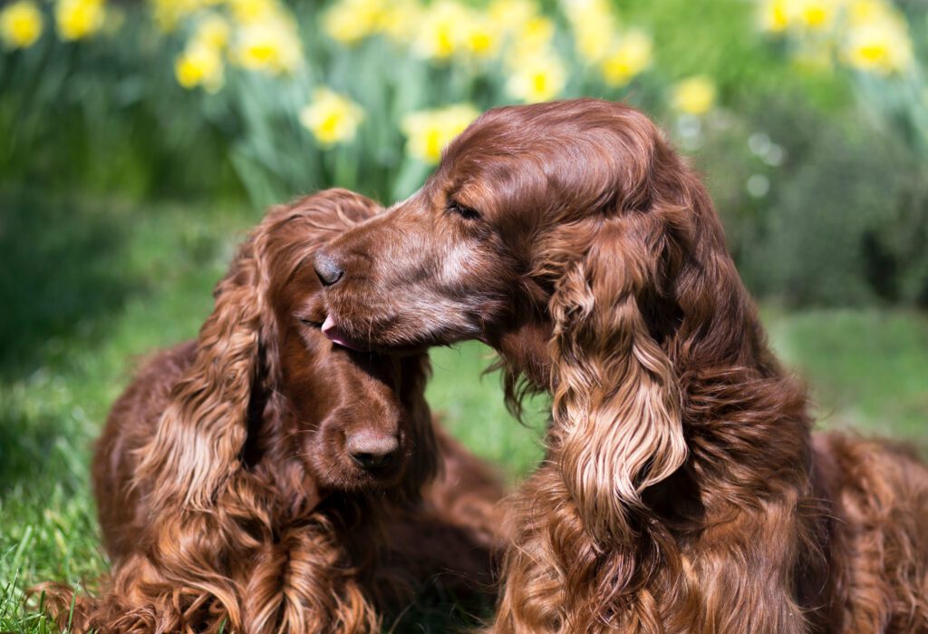 Two Irish Setters Nuzzling Each Other