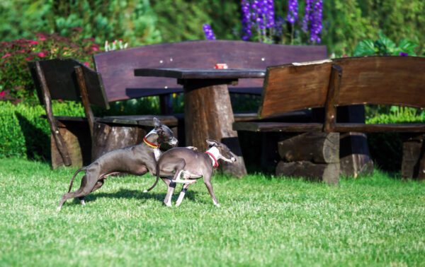 Two Italian Greyhounds Walking On Grass Near A Wooden Table