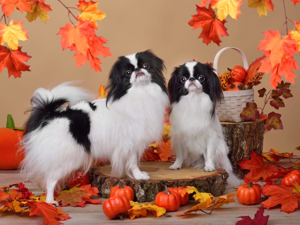 How to Adopt a Japanese Chin