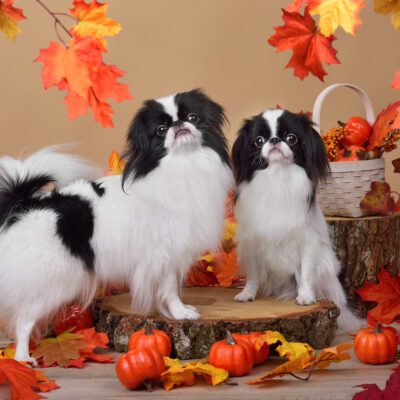 Japanese Chin