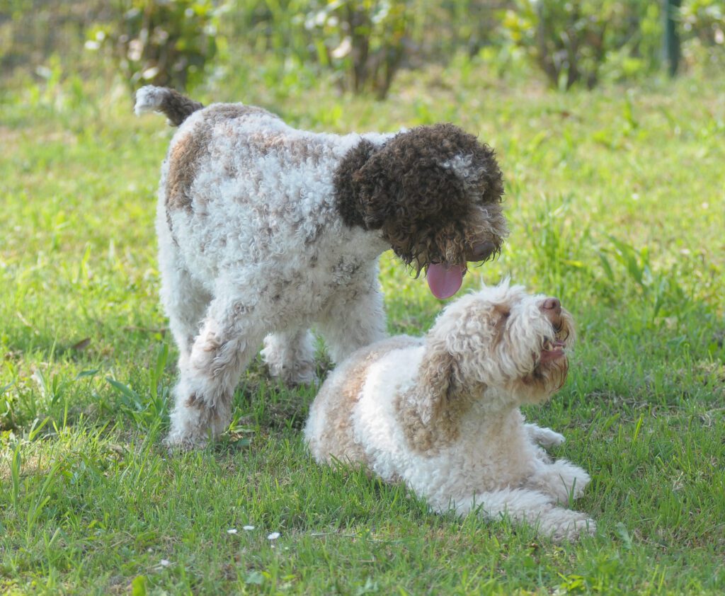 Two Lagotto Romagnolo Dogs Playing On Grass