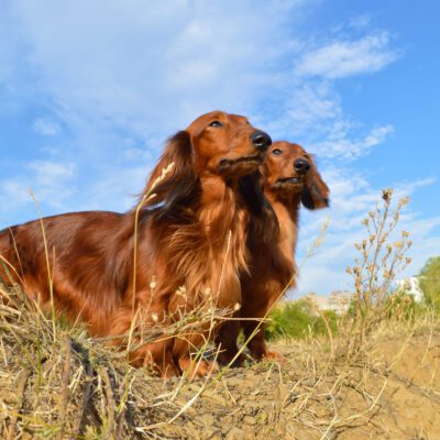 Long-Haired Dachshund