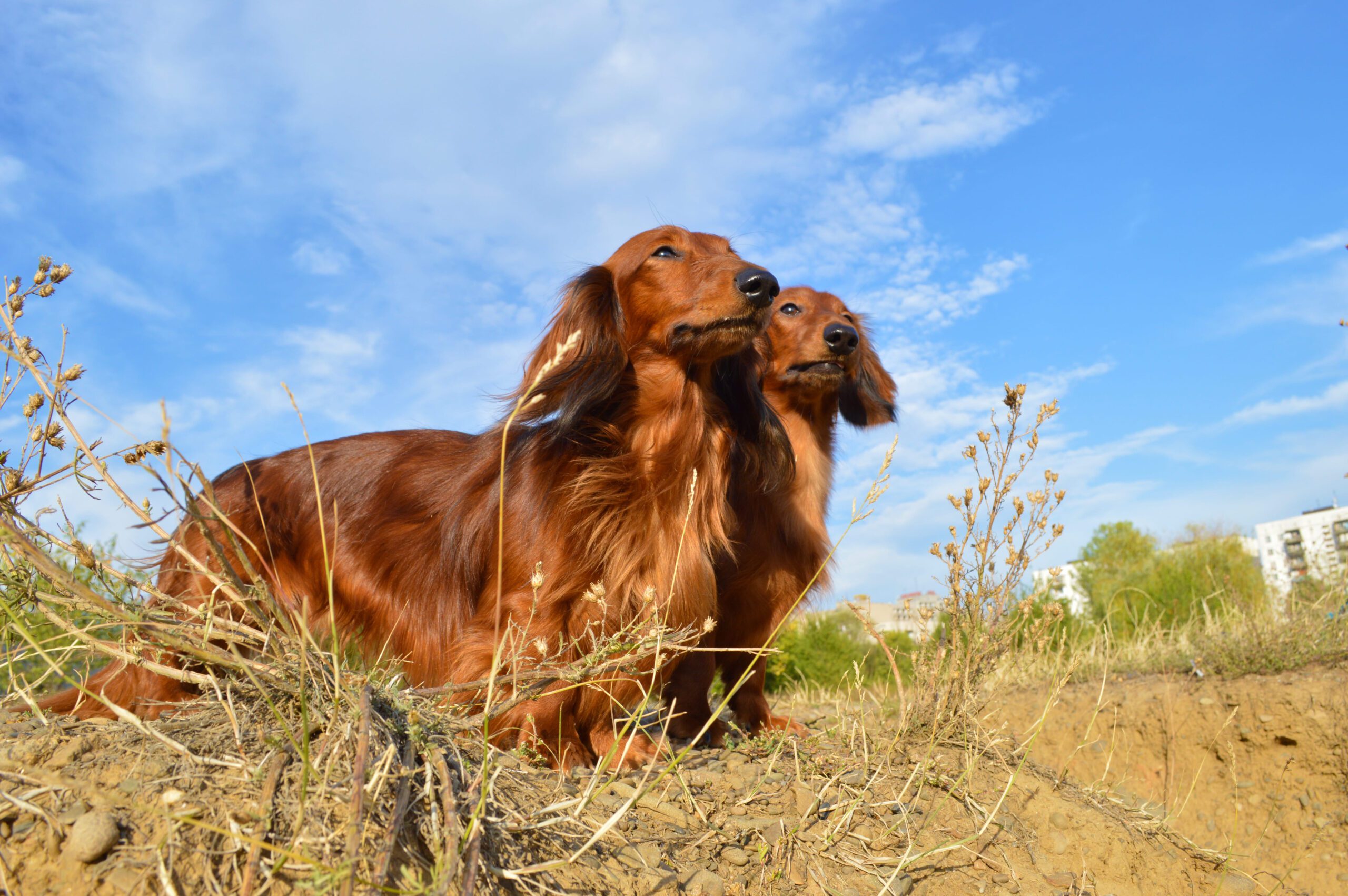Long-Haired Dachshund Adoption Guide