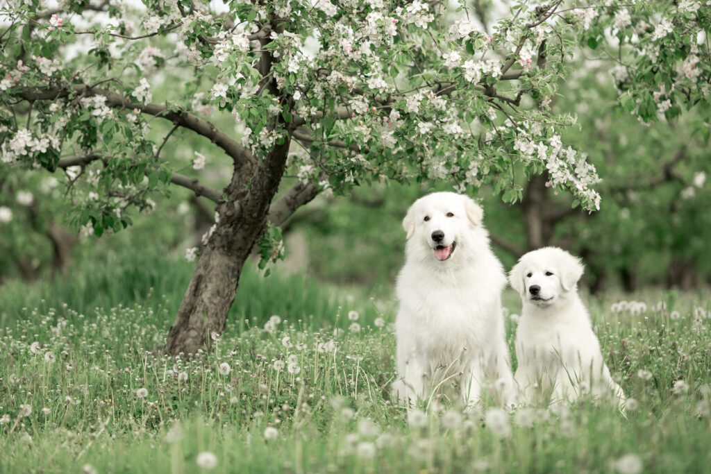 Two Maremma Sheepdogs Standing Under A Flowering Tree