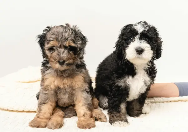 Two Mini Bernedoodle Puppies Sitting Together
