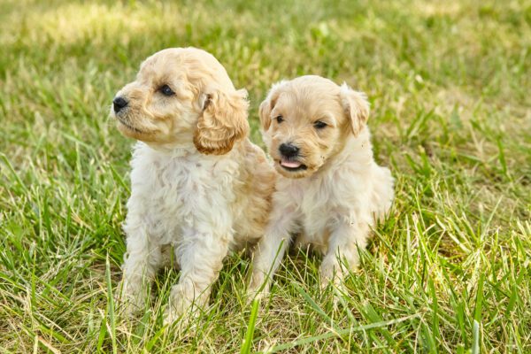 Two Mini Goldendoodle Puppies Sitting On Grass