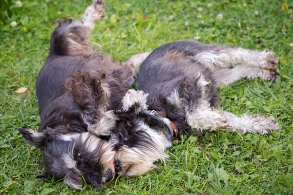 Two Miniature Schnauzer Rolling On Its Back In The Grass During Playtime