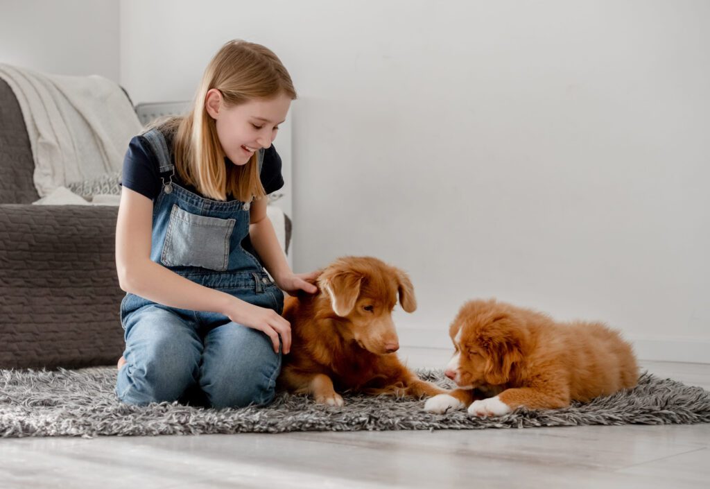 Two Nova Scotia Duck Tolling Retriever With Girl Indoors