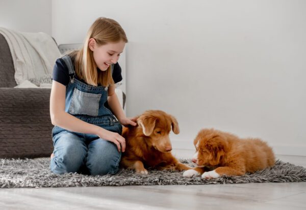 Two Nova Scotia Duck Tolling Retriever With Girl Indoors