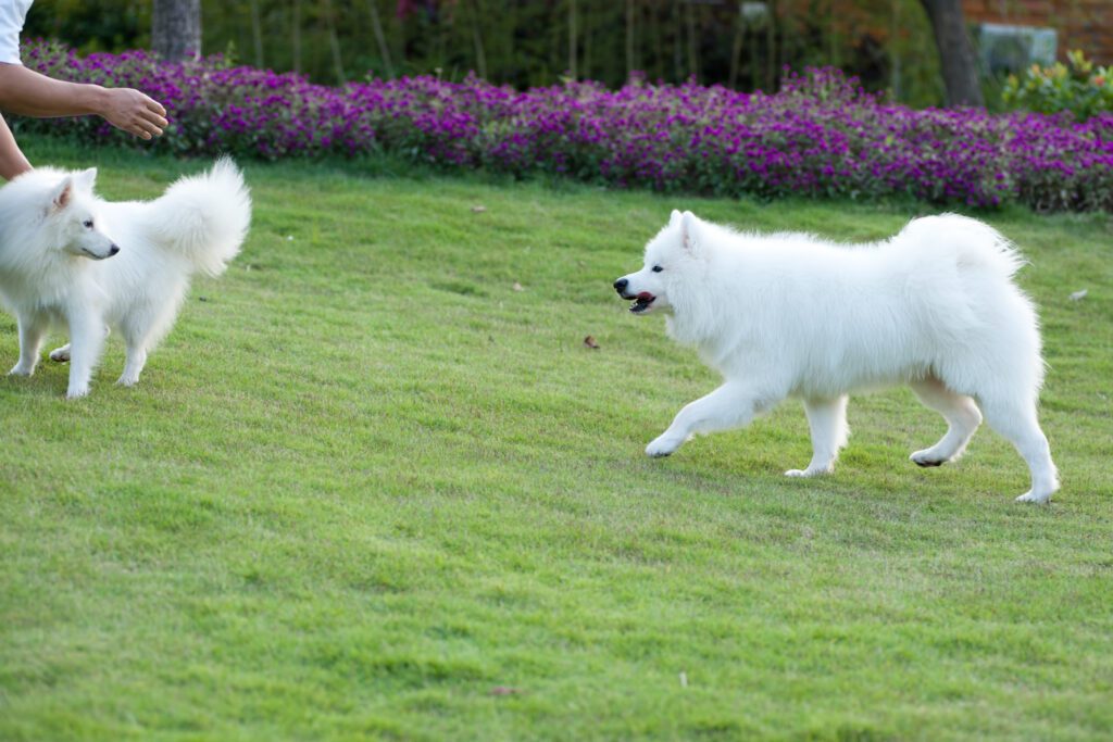 Two Samoyed Running Across Green Lawn In Garden