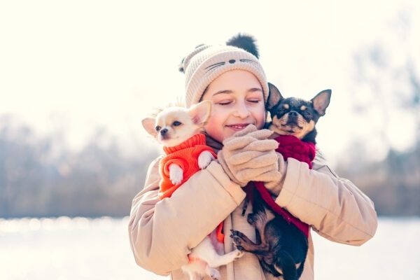 Two Teacup Chihuahuas Held By Child In Winter