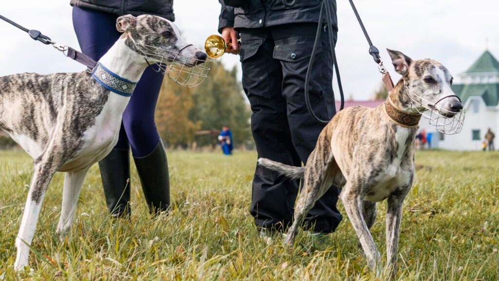 Two Whippet Standing Beside Handler On Leash