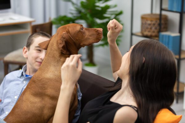 Vizsla Interacting With Family Indoors On Couch