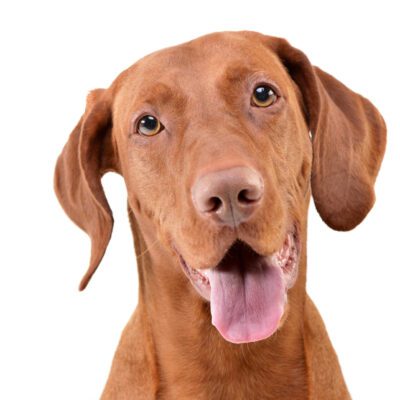 Vizsla