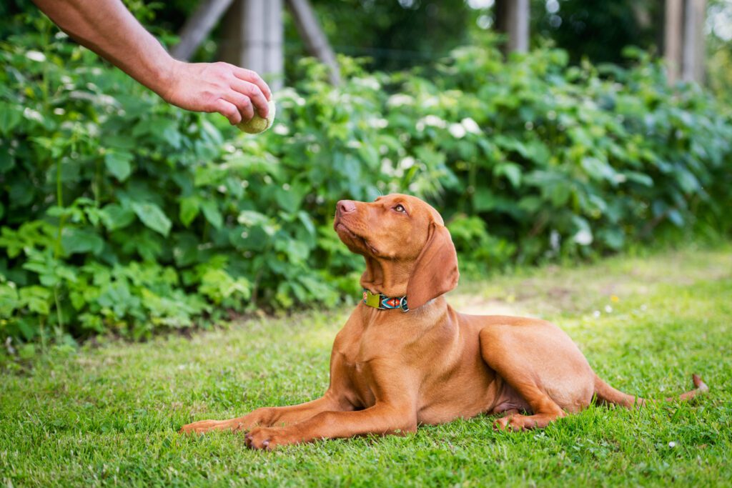 Vizsla Lying On Grass Looking At Owner Hand