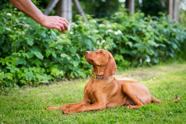 Vizsla Lying On Grass Looking At Owner Hand