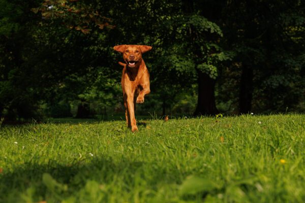 Vizsla Running Across Green Grass Outdoors