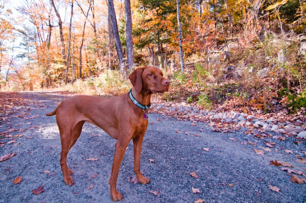 Vizsla Standing On Road In Autumn Forest