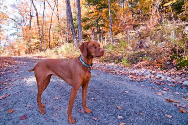 Vizsla Standing On Road In Autumn Forest