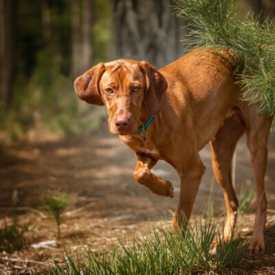 Vizsla
