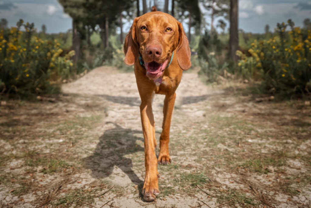 Vizsla Walking Toward Camera On Forest Trail