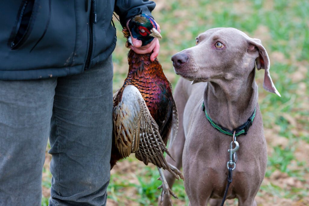 Weimaraner Beside Hunter Holding Pheasant Outdoors