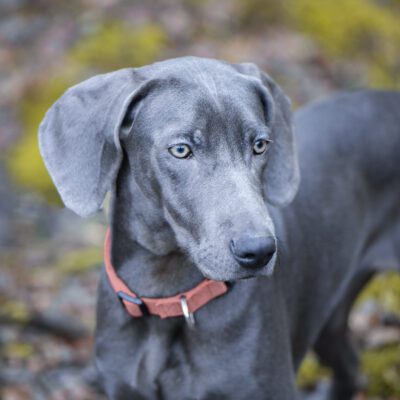 Weimaraner