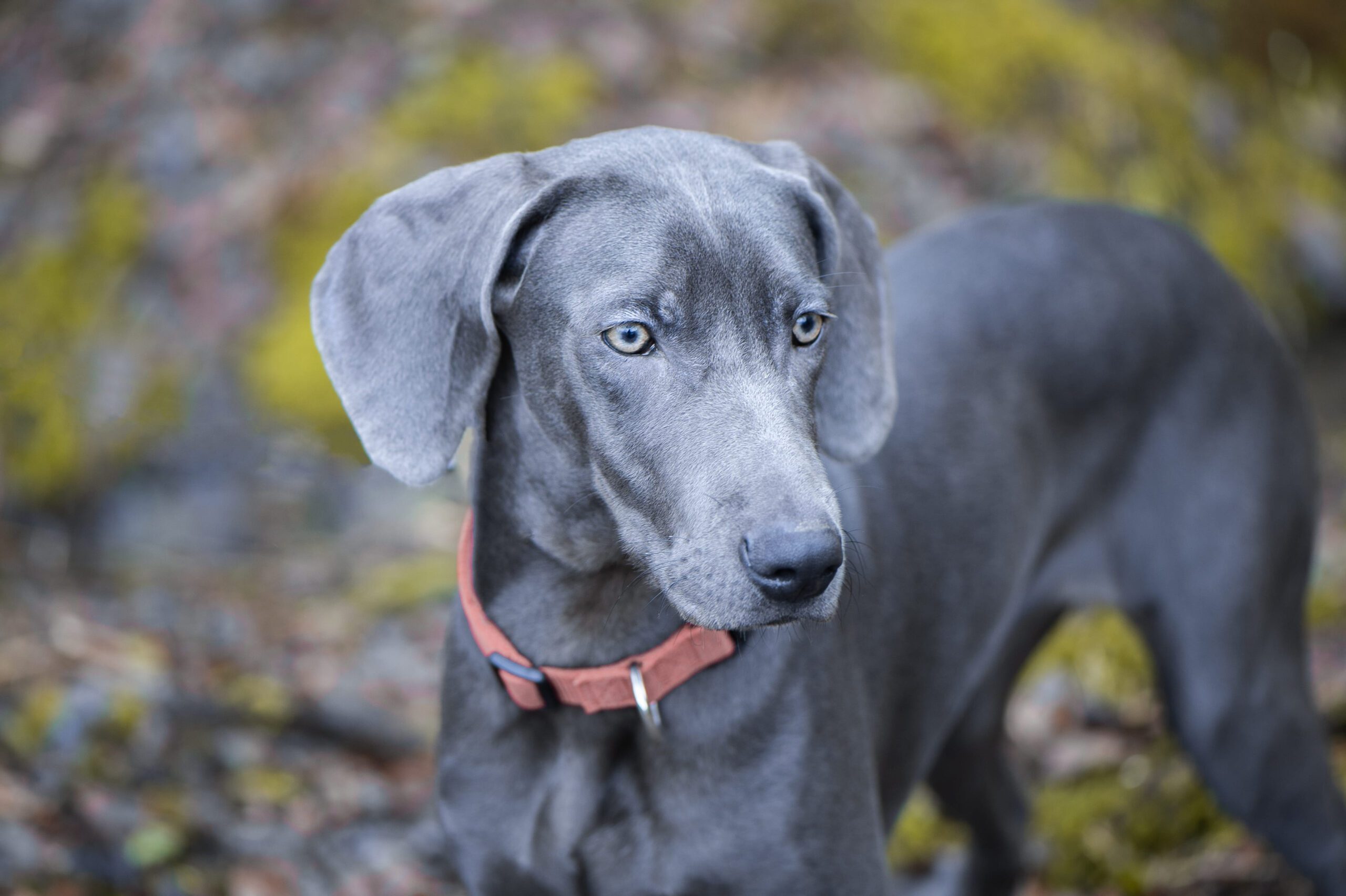 Weimaraner Adoption Guide