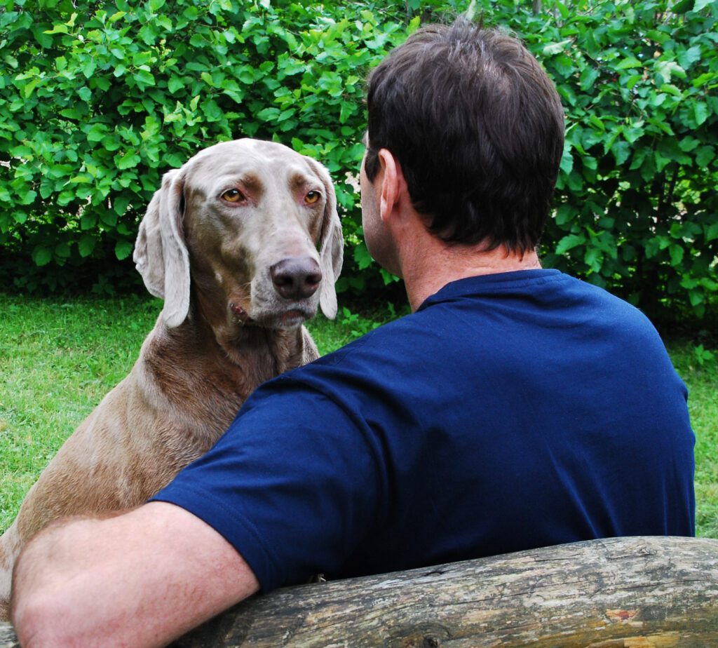 Weimaraner Interacting With Owner In Backyard