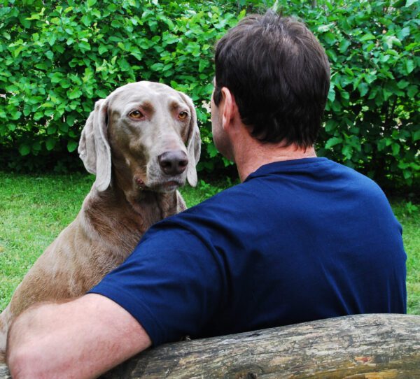 Weimaraner Interacting With Owner In Backyard