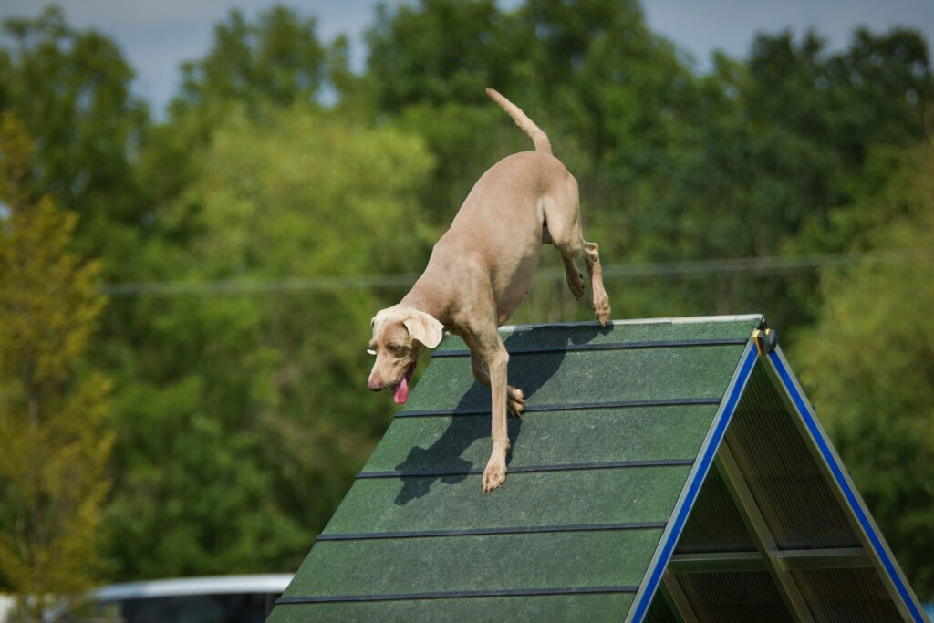 Weimaraner Jumping Over Agility Ramp Outdoors