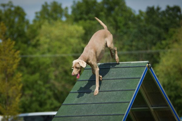 Weimaraner Jumping Over Agility Ramp Outdoors